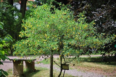 Colutea arborescens - žanovec měchýřkatý - kvetoucí habitus